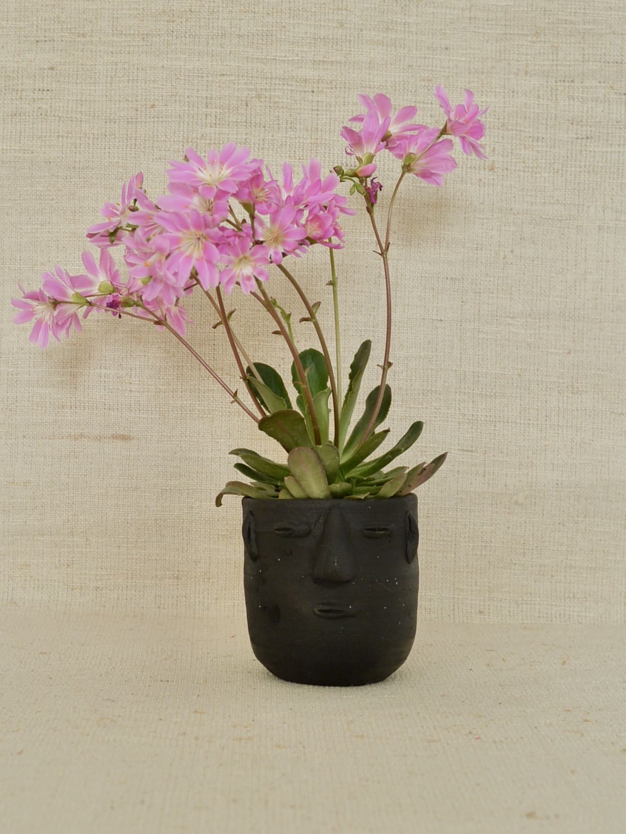 メキシコ フェイス 鉢