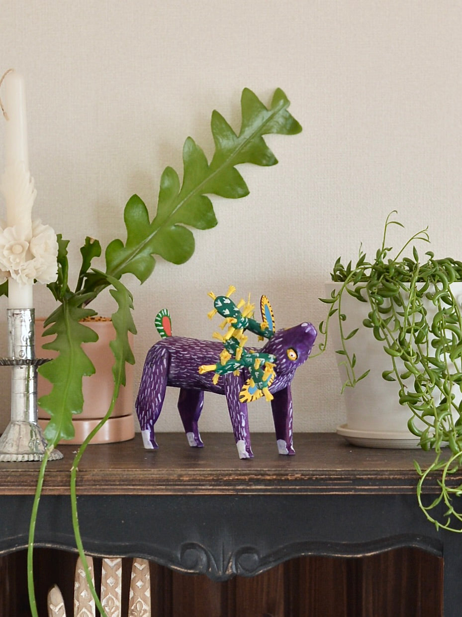 メキシコ アレブリヘ サボテン